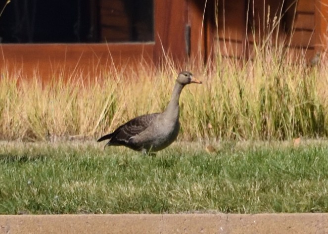 Greater White-fronted Goose - ML376892121