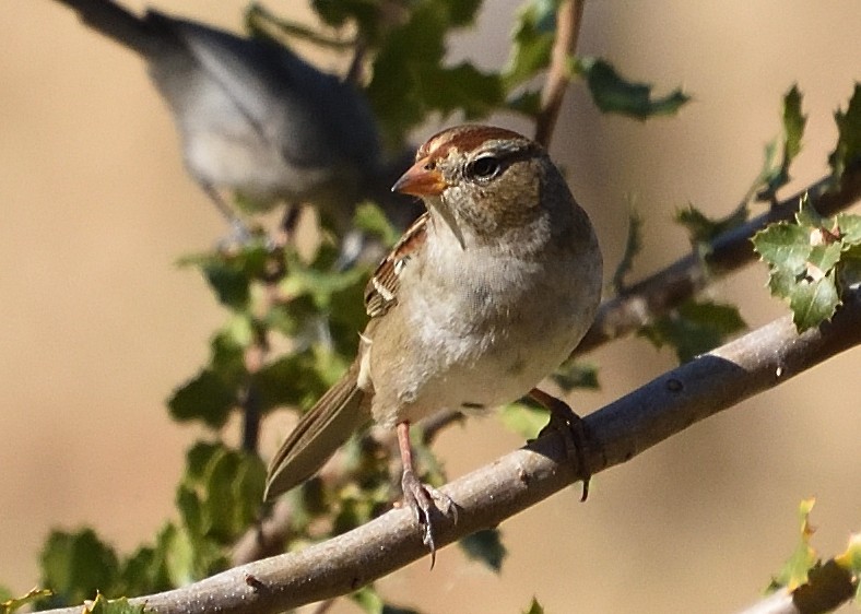 White-crowned Sparrow (Gambel's) - ML376892191