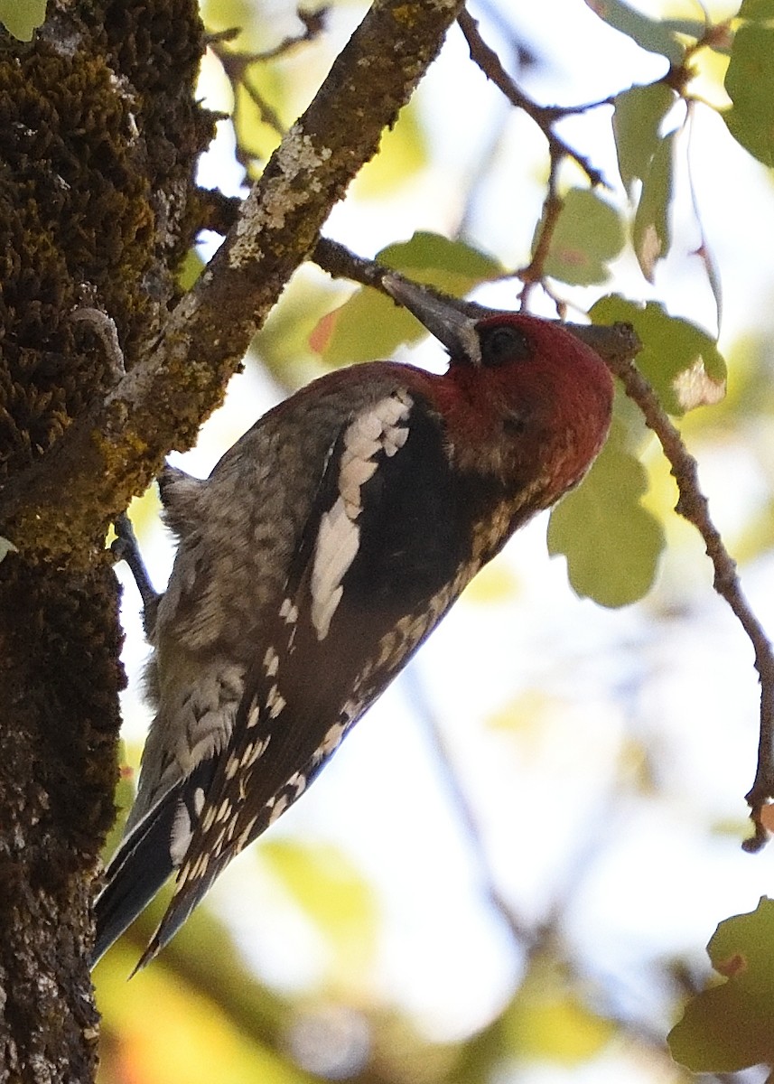 Red-breasted Sapsucker - ML376892811