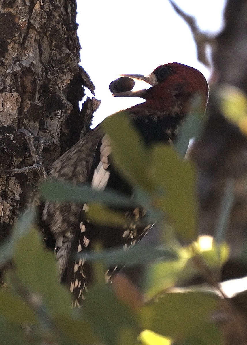 Red-breasted Sapsucker - ML376892871