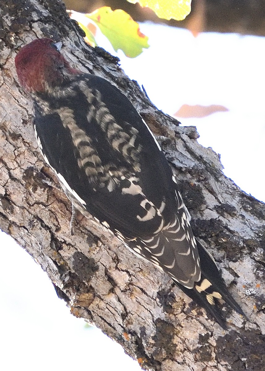 Red-breasted Sapsucker - ML376893691