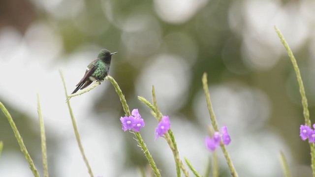 kolibřík trnoocasý - ML376894241