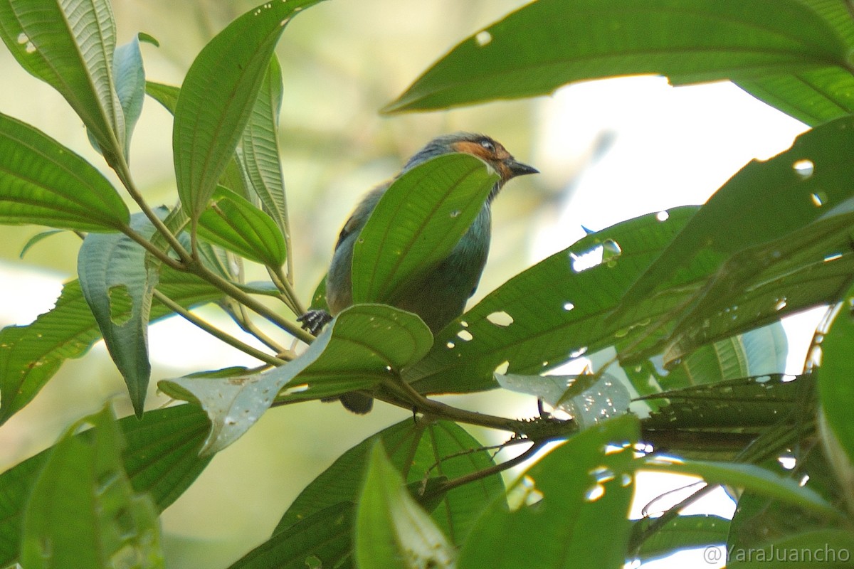 Rufous-cheeked Tanager - ML376894861