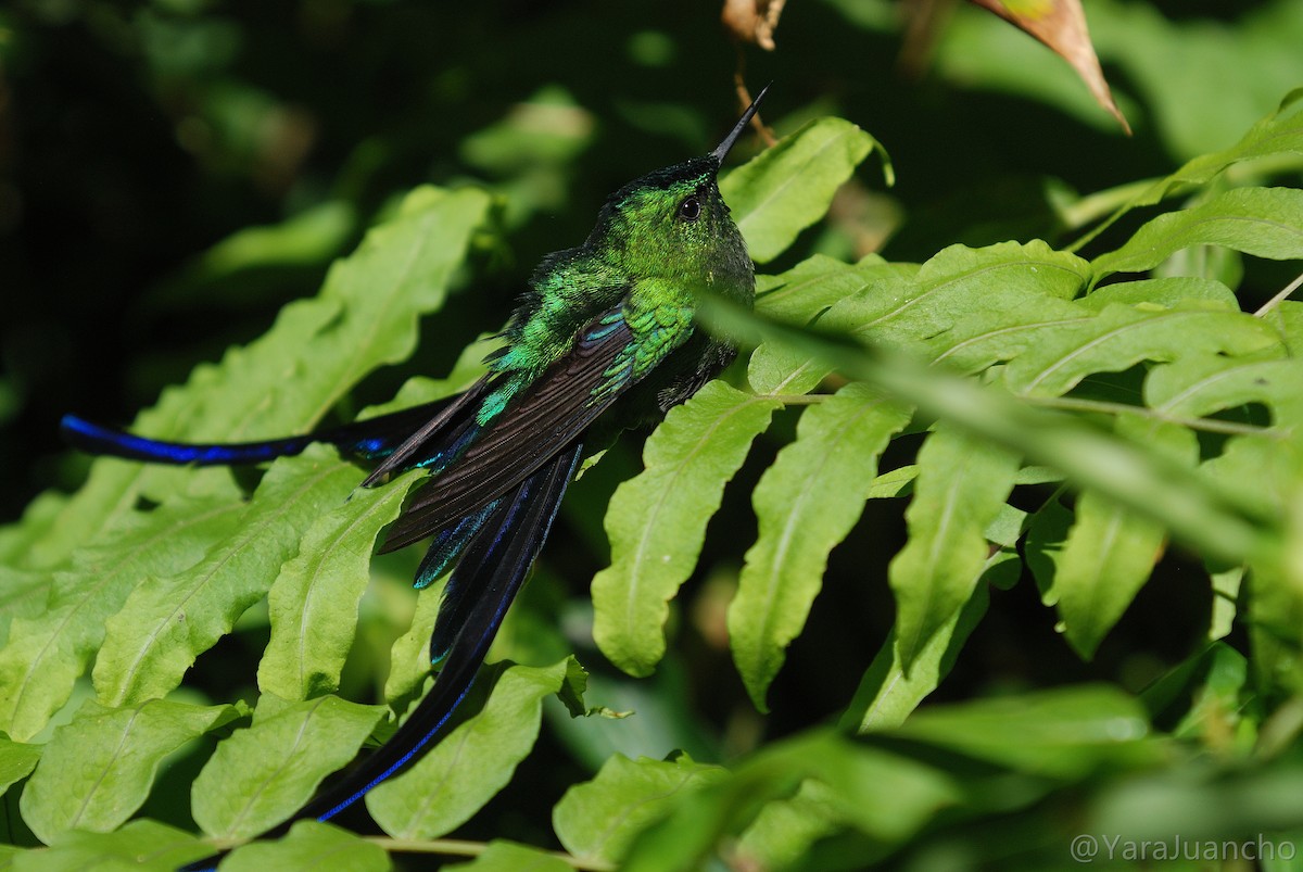 Long-tailed Sylph - ML376900881