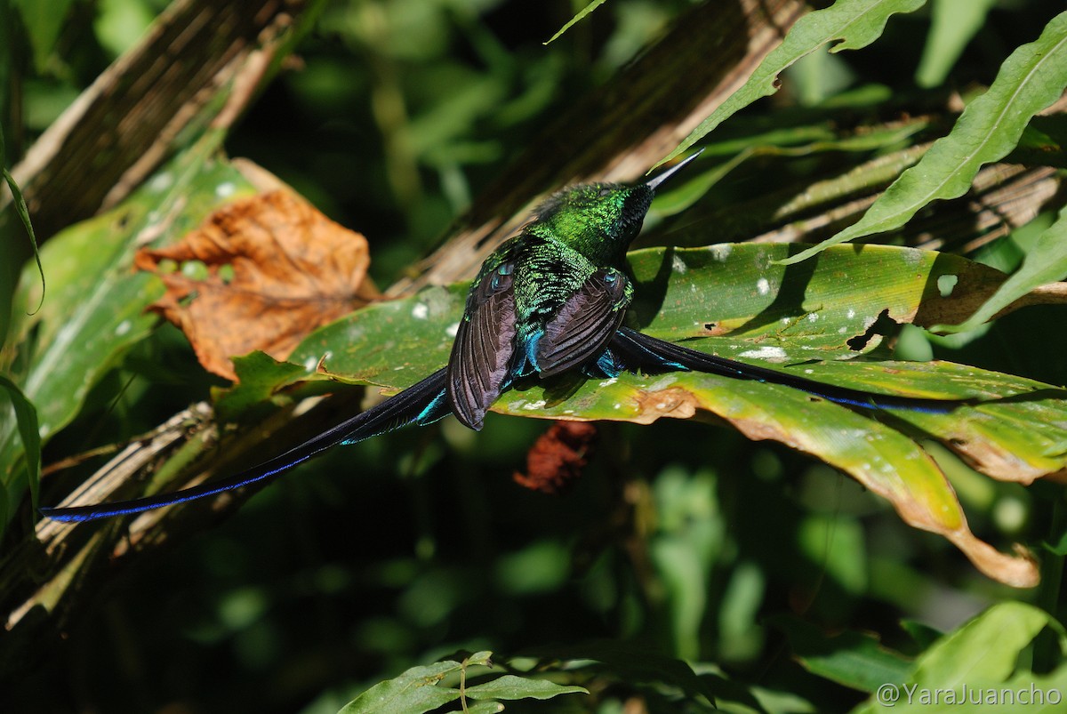 Long-tailed Sylph - ML376900941