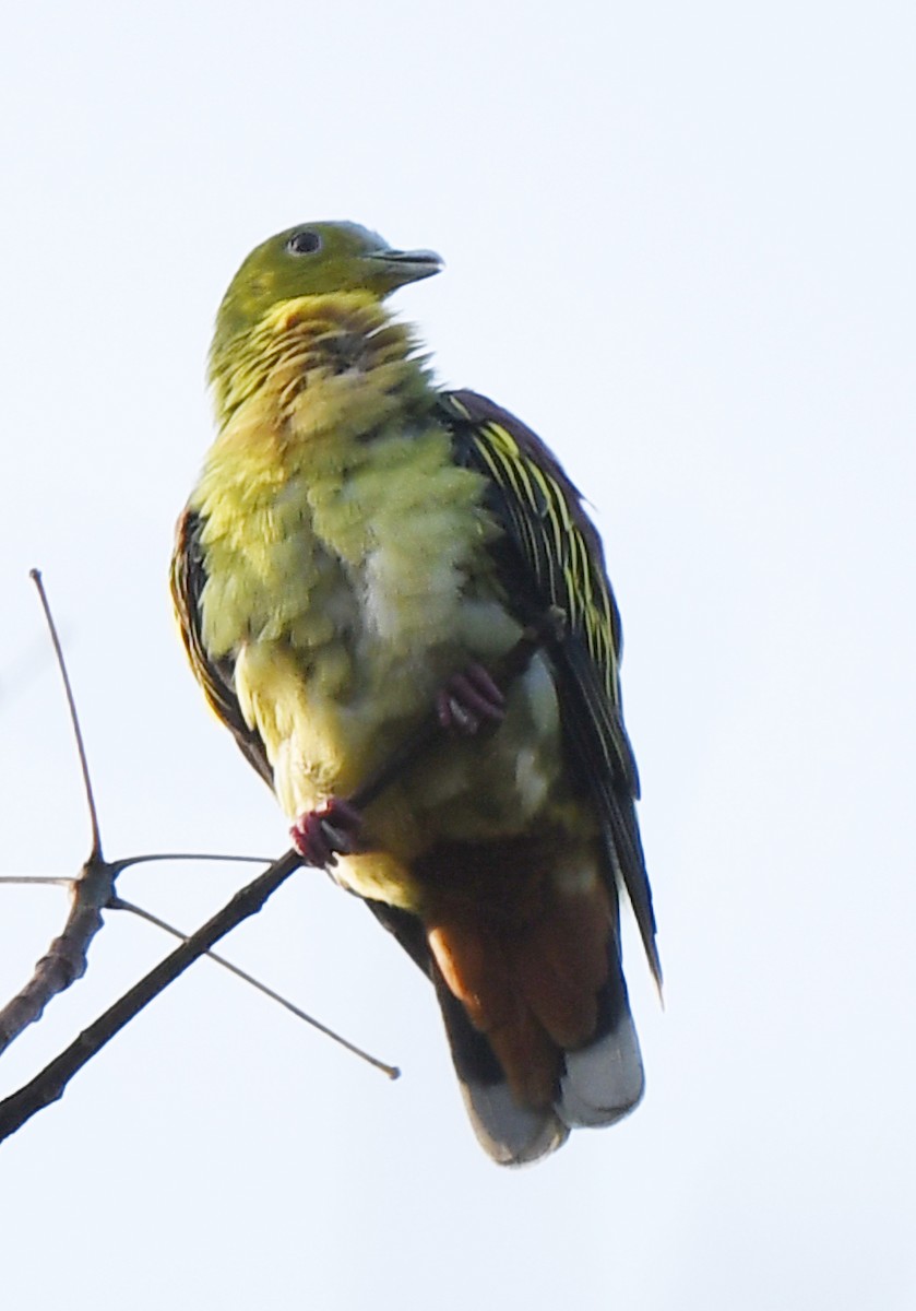 Ashy-headed Green-Pigeon - ML376904041