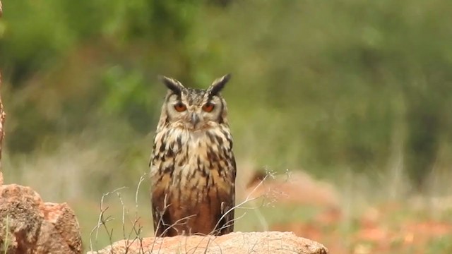 Rock Eagle-Owl - ML376917711