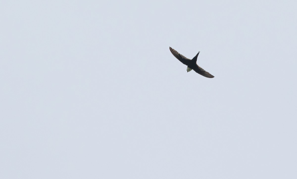 Lesser Swallow-tailed Swift - David Monroy Rengifo