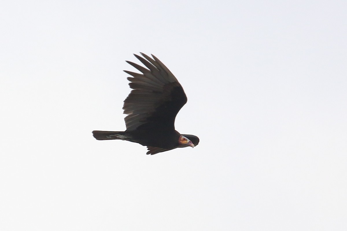 Lesser Yellow-headed Vulture - ML37692131