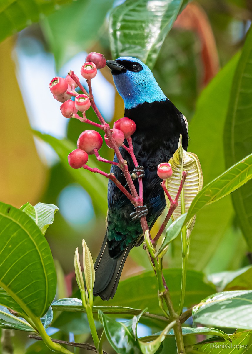 Blue-necked Tanager - ML376923911