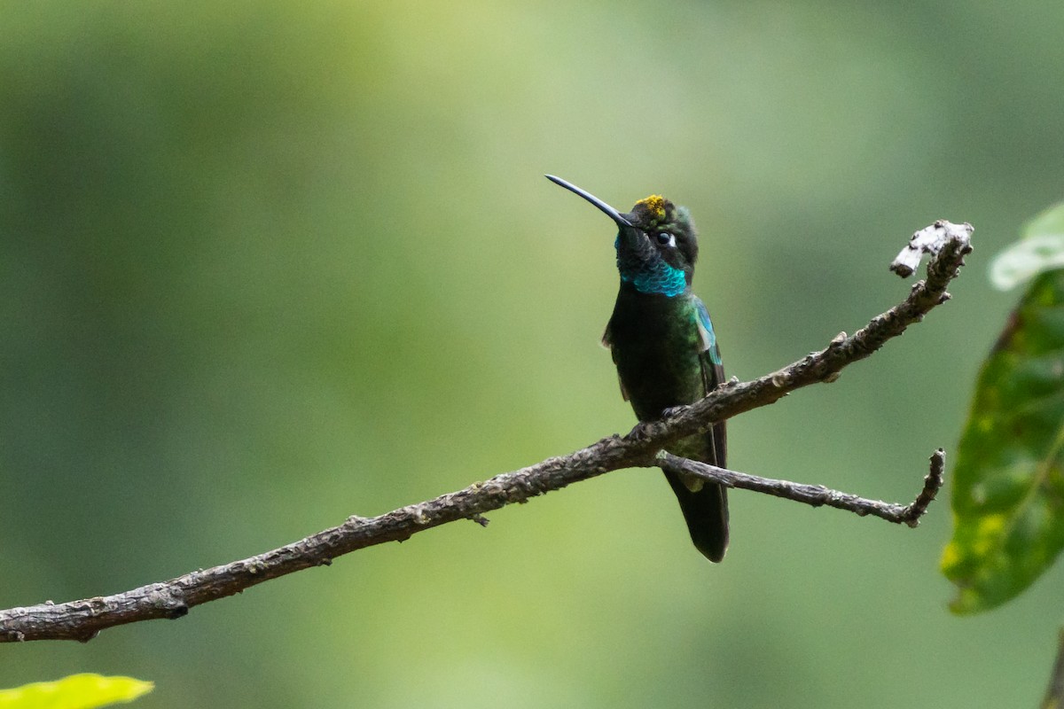 Rivoli's Hummingbird - Prashant Tewari