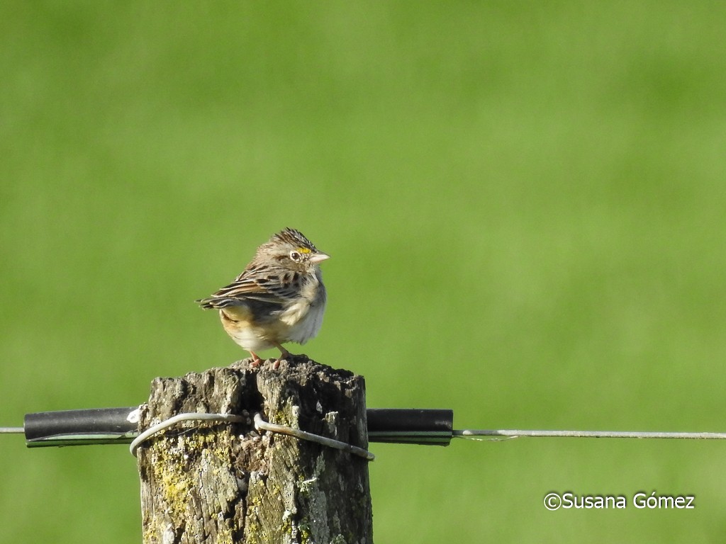 Grassland Sparrow - ML376928081