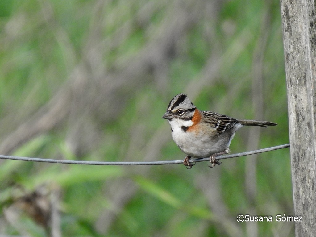 Rufous-collared Sparrow - Susana Gómez