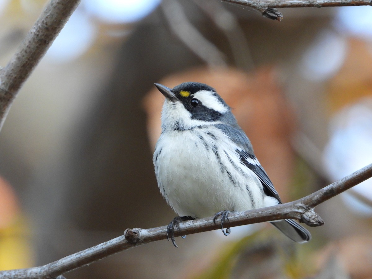 Black-throated Gray Warbler - Dorian Charnis