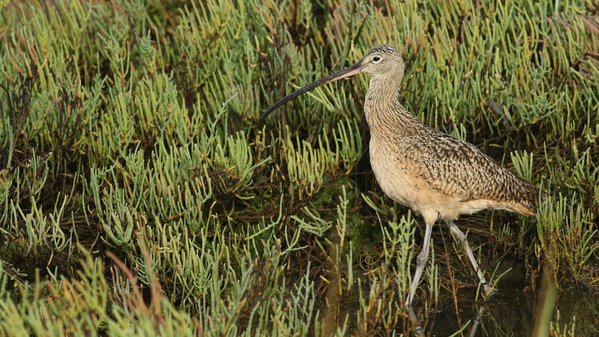 Long-billed Curlew - ML37693071