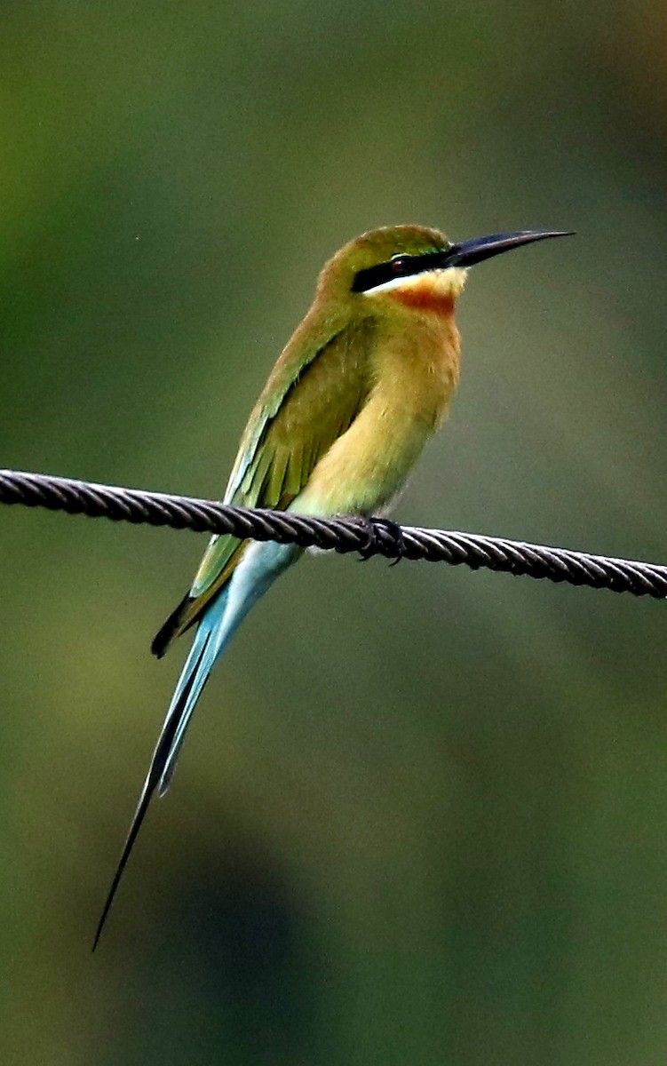 Blue-tailed Bee-eater - BRIAN LOBO