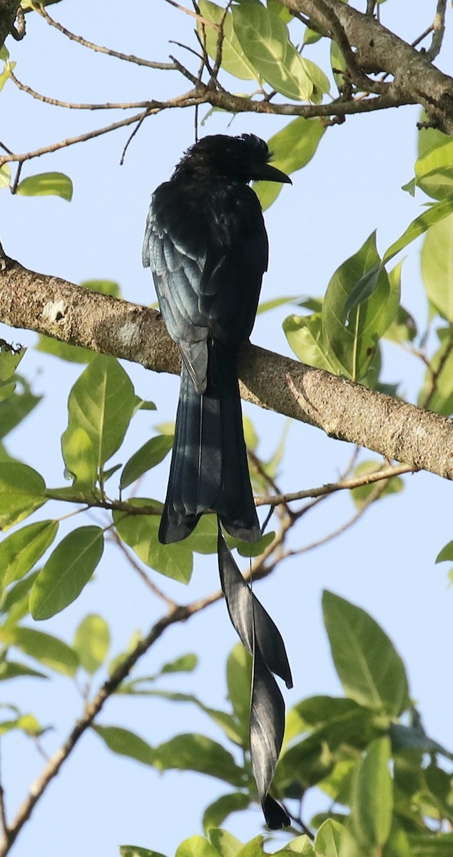 Greater Racket-tailed Drongo - ML376932401