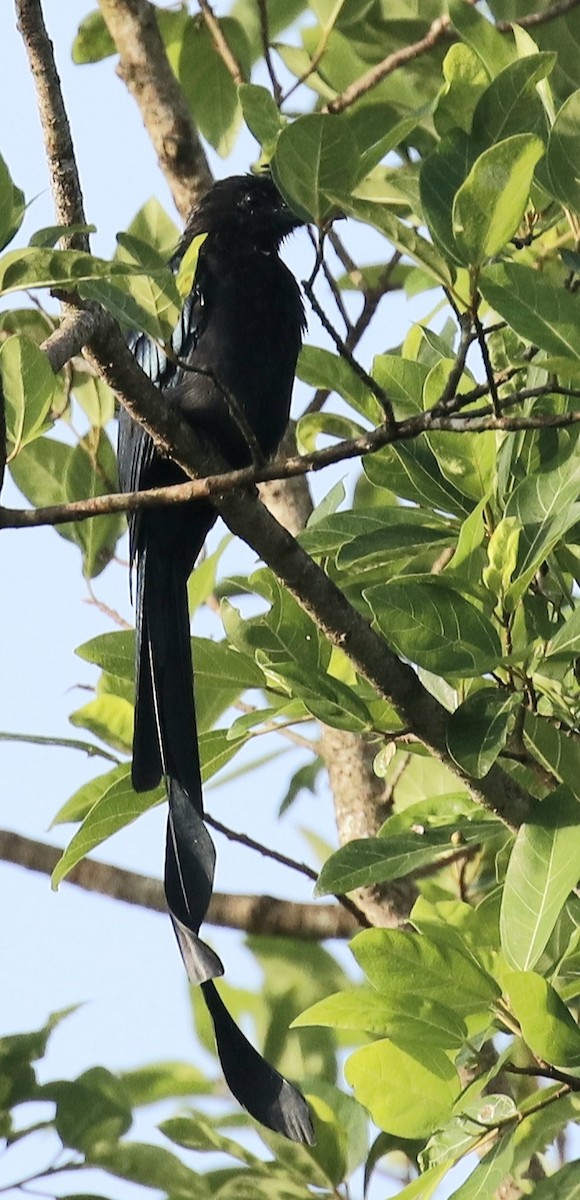 Greater Racket-tailed Drongo - ML376932411