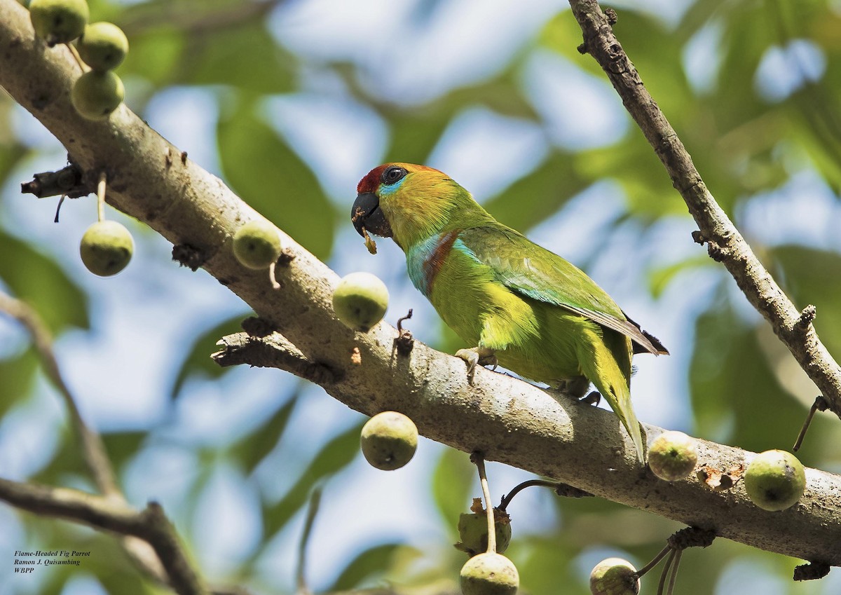 Large Fig-Parrot (Large) - ML376932941