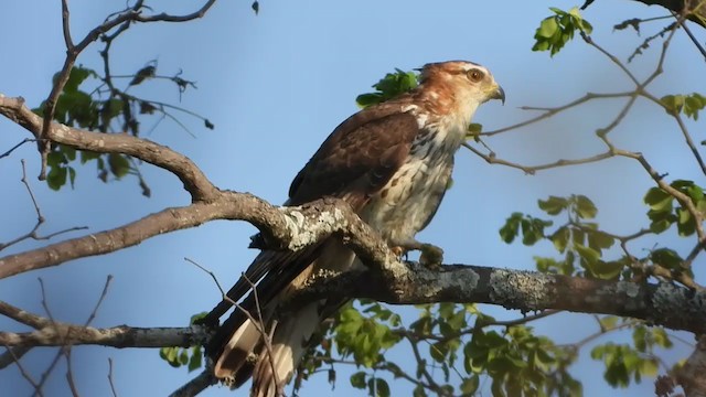 African Cuckoo-Hawk - ML376936891