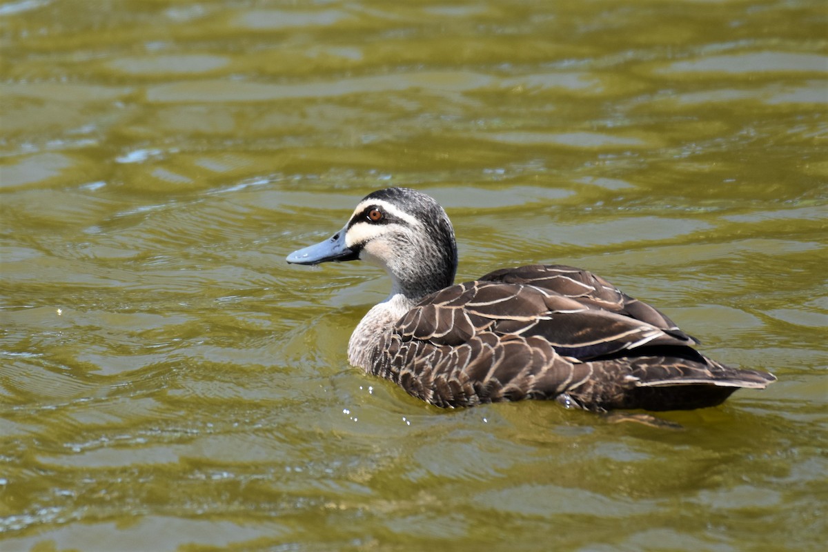 eBird Checklist - 7 Oct 2021 - Mullers Lagoon (Bowen) - 23 species