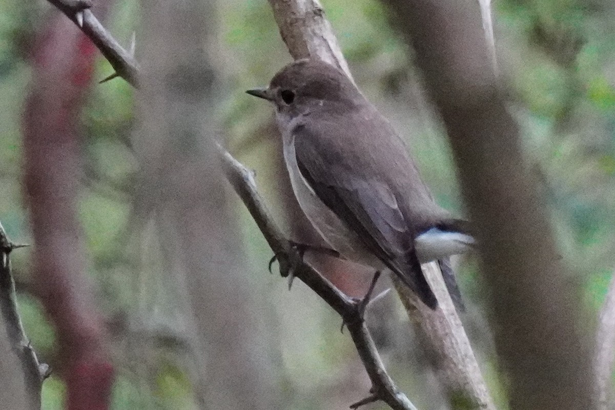 Taiga/Red-breasted Flycatcher - ML376938111