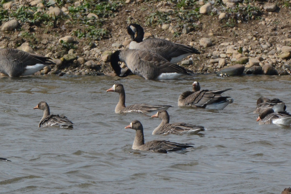 Greater White-fronted Goose - Bob & Anne-Marie Taylor