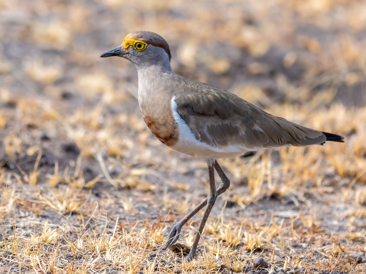Brown-chested Lapwing - ML376939861