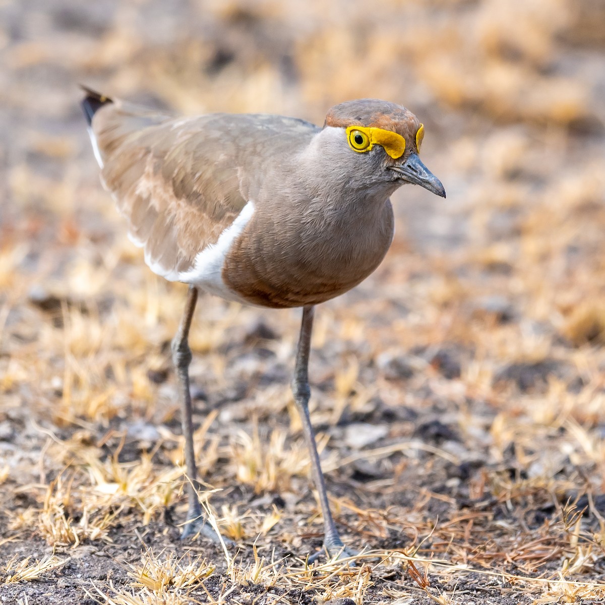 Brown-chested Lapwing - ML376939881