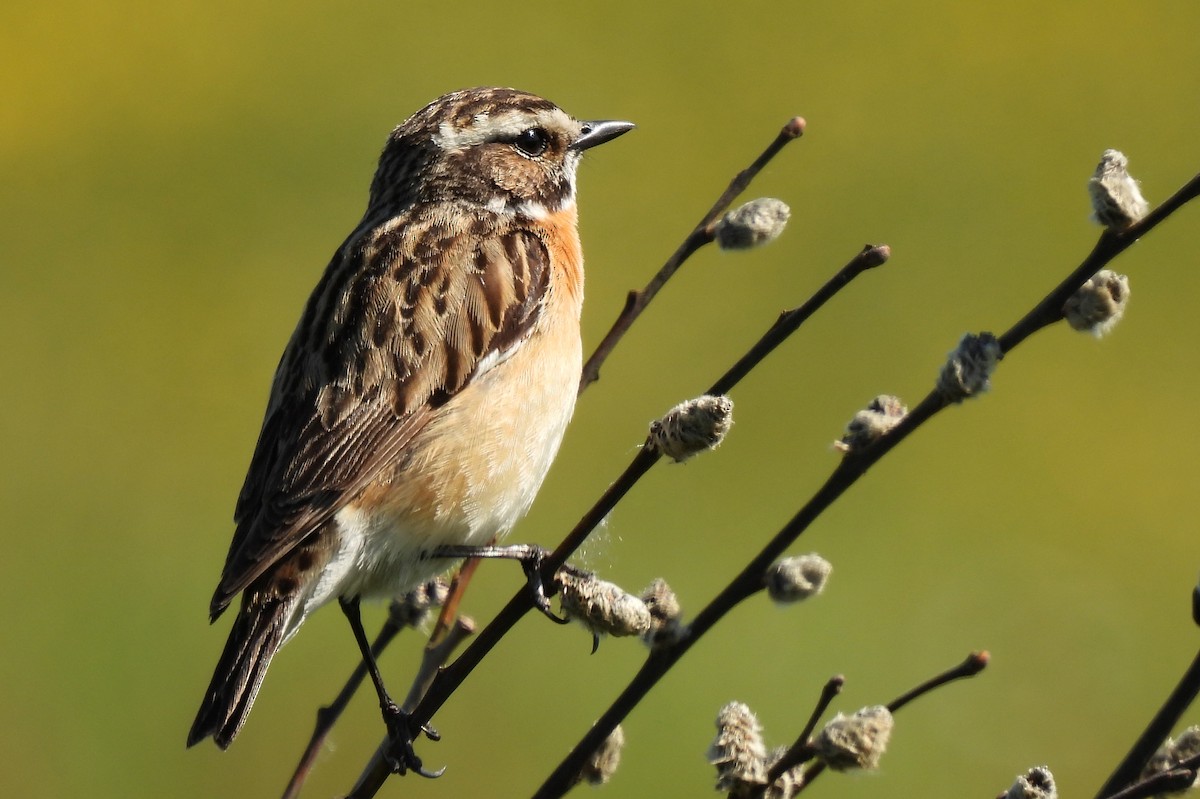 Whinchat - ML376940881