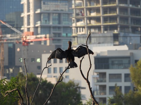 Tel Aviv-Yafo תל אביב-יפו Series 2018 