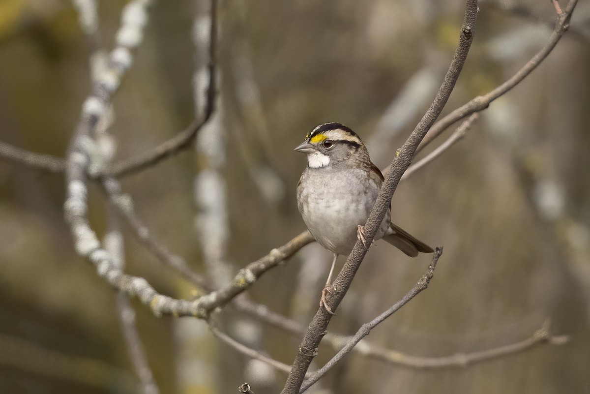 White-throated Sparrow - ML376947811