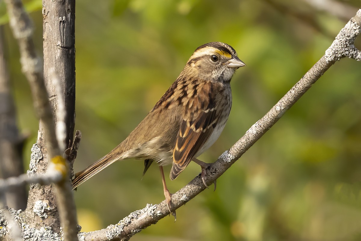White-throated Sparrow - ML376947831