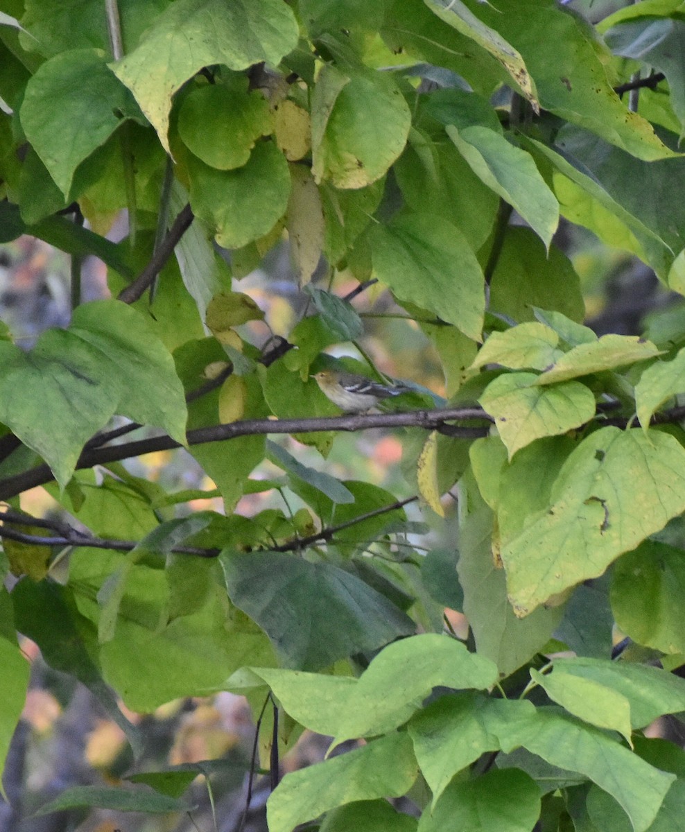 Bay-breasted/Blackpoll Warbler - ML376950471