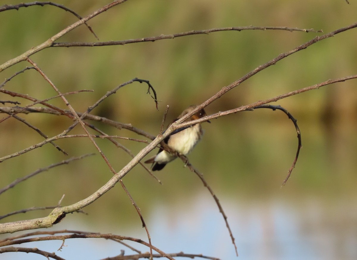 Southern Rough-winged Swallow - ML376950751