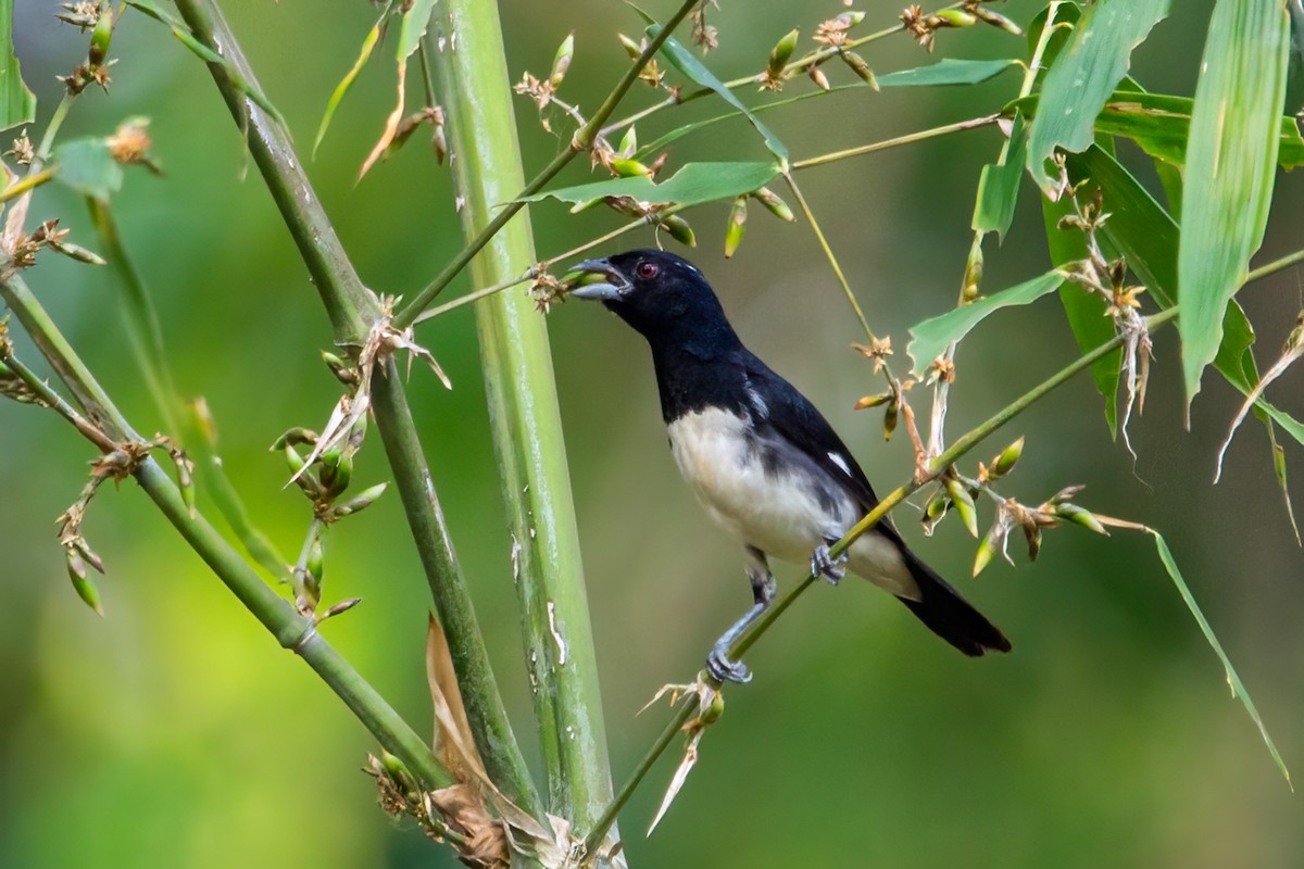 Black-and-white Tanager - ML376951241