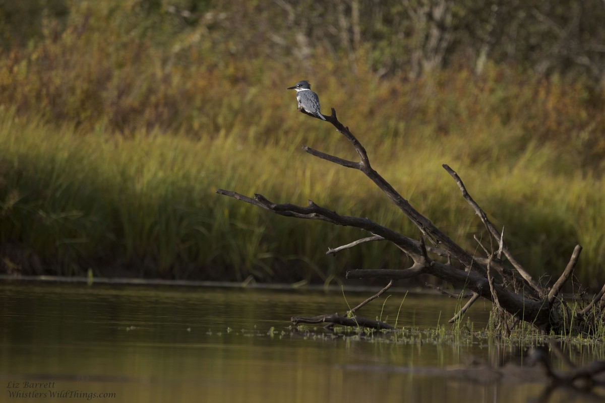 Belted Kingfisher - ML376953911