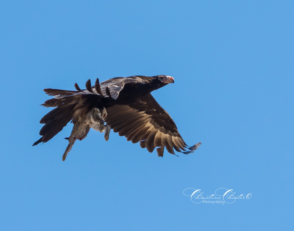 Wedge-tailed Eagle - Christine  Chester