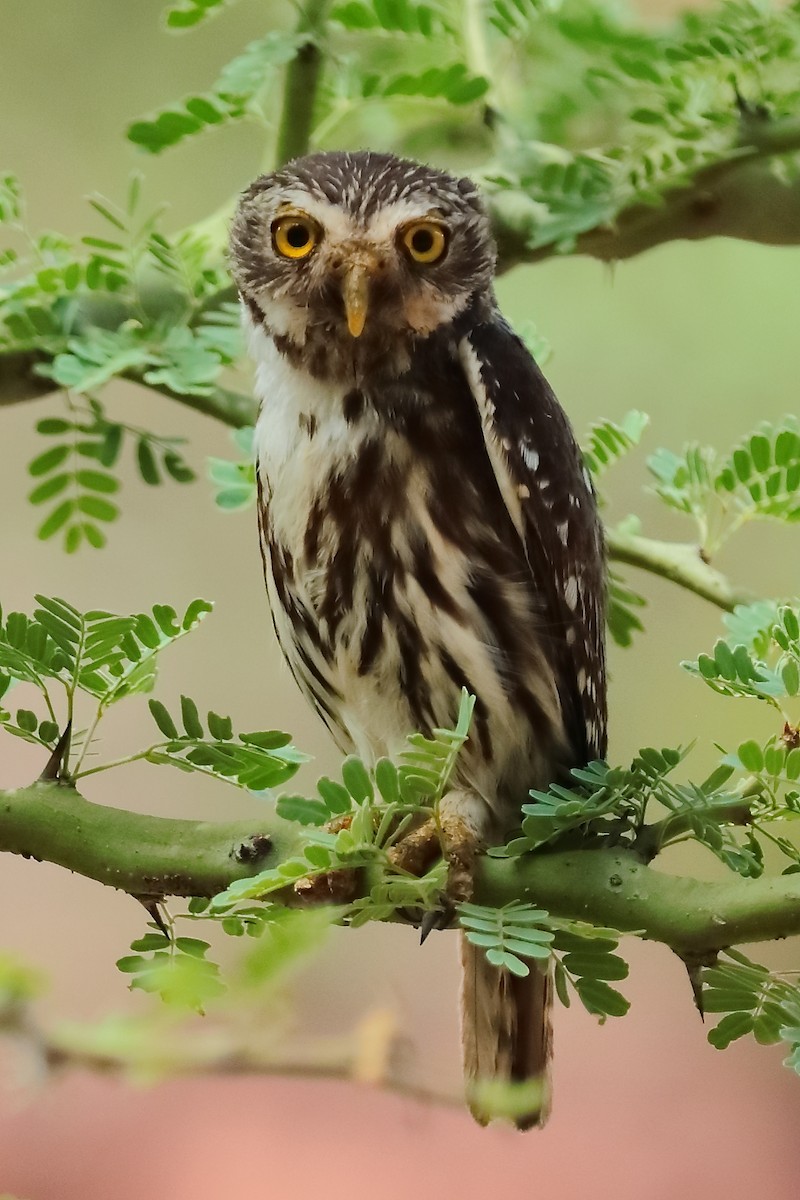Peruvian Pygmy-Owl - ML376964031