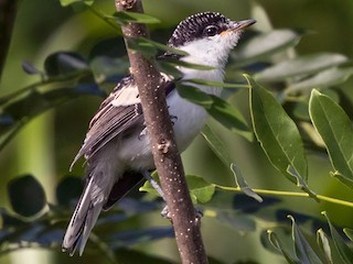  - Long-tailed Triller
