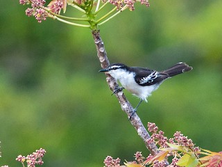 - Long-tailed Triller