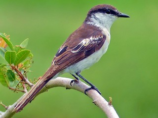 Fêmea - Andy Walker - Birding Ecotours - ML376971461