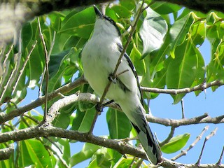  - Long-tailed Triller