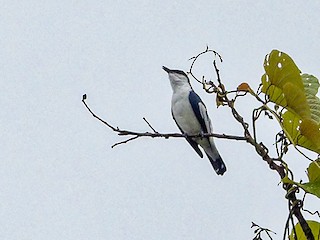 Black-and-white Triller - eBird