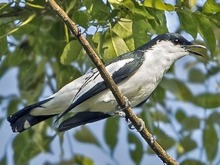 Male (Northern) - Ramon Quisumbing - ML376975041