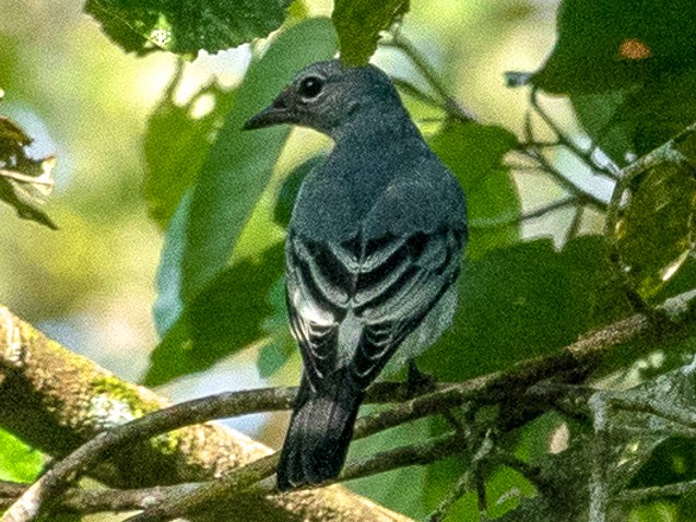 chenilleur noir et blanc eBird