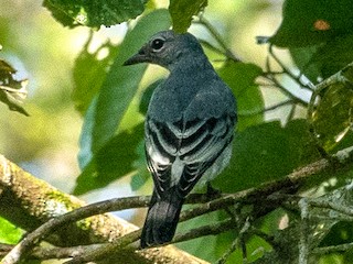雌鳥 (Southern) - Forest Botial-Jarvis - ML376975061