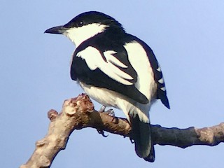Black-and-white Triller - eBird