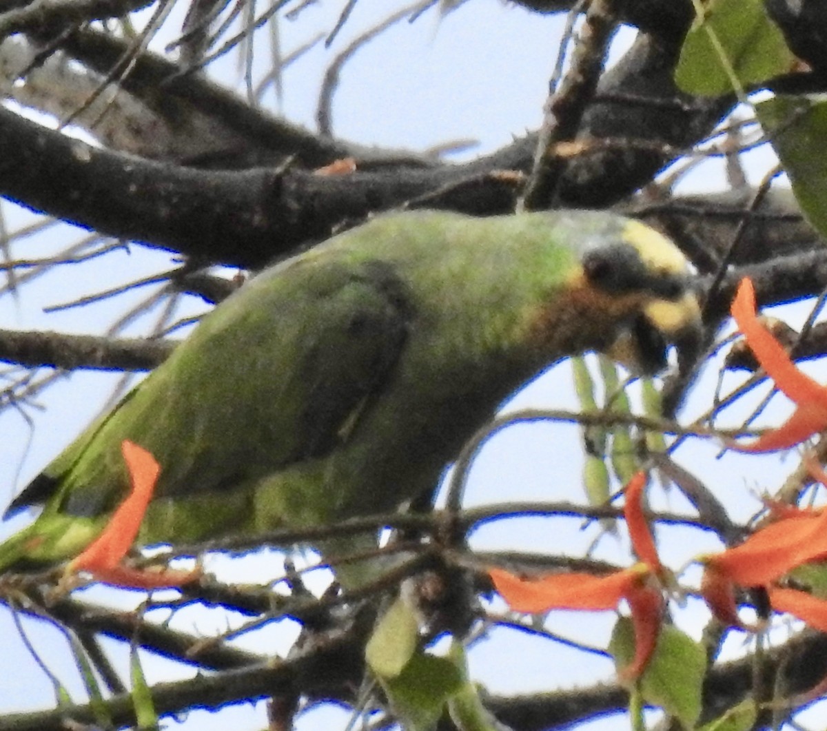 Yellow-crowned Parrot - ML376976691