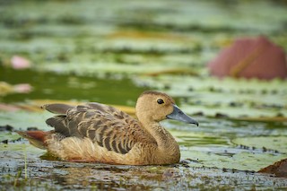 Lesser Whistling-Duck, ML376979581